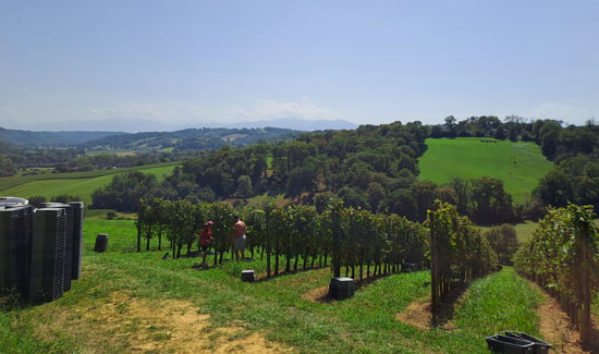Domaine Cauhapé, grands vins de Jurançon