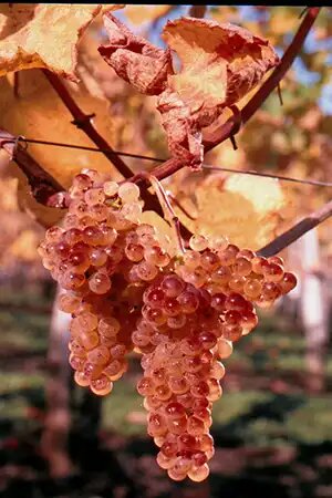 Vignes du Domaine Cauhapé Vignes du Domaine Cauhapé