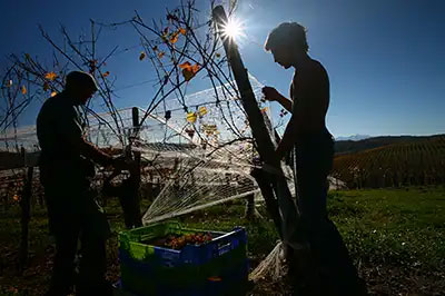 Work in the vineyard at the Cauhapé domain.